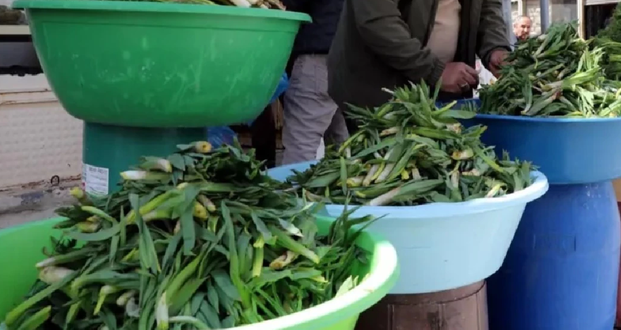 Uçkun Otu Tezgahlarda, Kilogramı 500 TL ile Kapış Kapış Satılıyor
