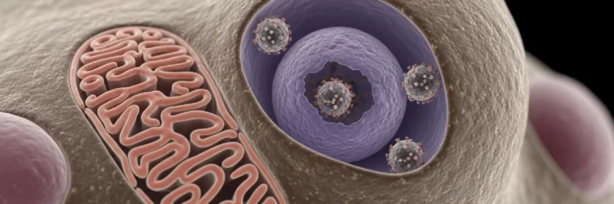 HPV Aşısı: Korunmanın Önemi ve Uygulama Süreci