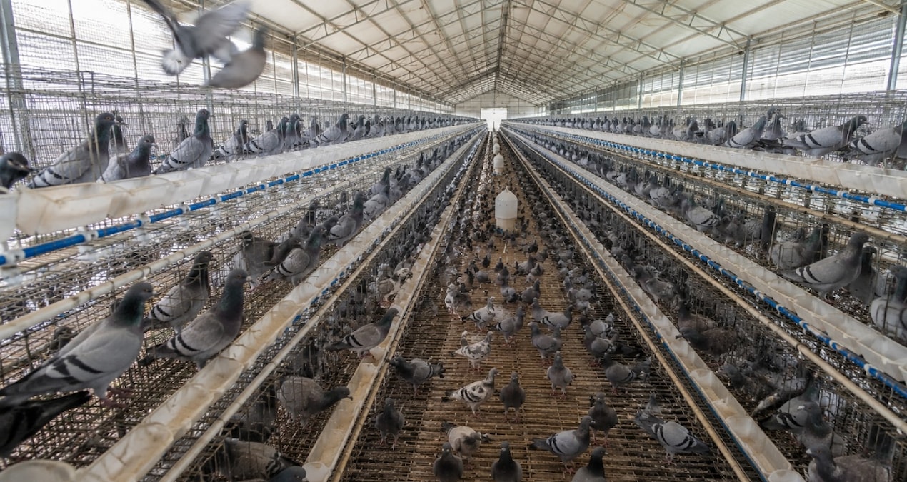 O ülkede güvercin eti talebi patladı: Yılda 600 milyon güvercin tüketiliyor Haber gorseli